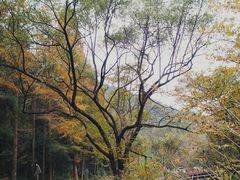 -宁海森林温泉