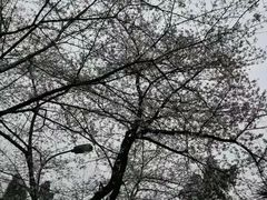 -武汉大学-樱园