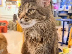-平行世界·猫咖(首经贸店)
