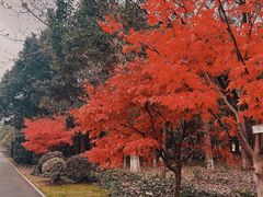 -九科绿洲