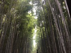 -常寂光寺
