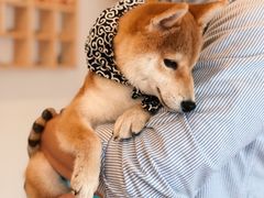 樱桃-南京Hallo宠物乐园·哈罗犬舍·柴犬繁育基地