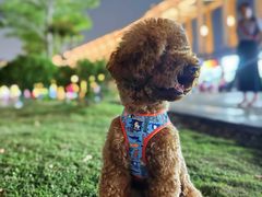 -翊宠yipet猫狗购宠庄园犬舍•猫舍