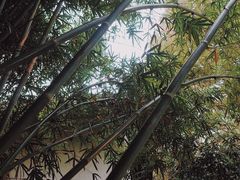 -绮园景区