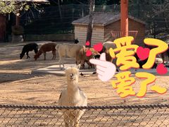 -大连森林动物园