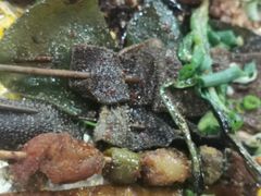 -老黄记手撕烤兔(玉林街店)
