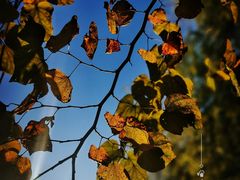 -上海佘山国家森林公园西佘山园