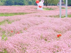 -花开海上生态园