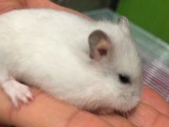 -钓仓鼠(洋桥北里小区店)