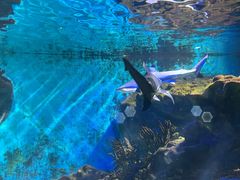 -海合安武汉极地海洋公园