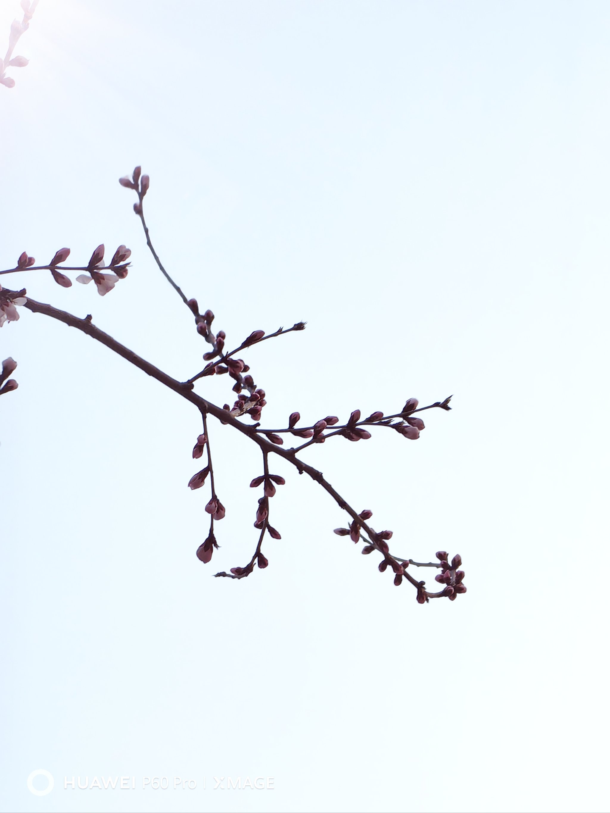 桃花含苞待放图片