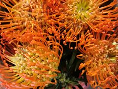 -三圣花乡旅游区