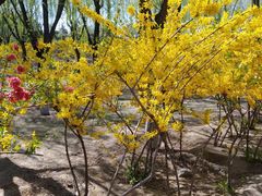 -大兴滨河森林公园