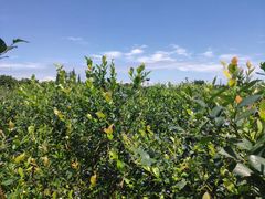 -金谷域澳洲庄园