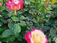 -人民公园(罗湖区)