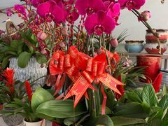 -龙大花卉苗木市场