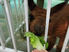 -荆州中山公园动物园