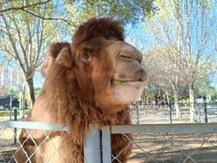 -长白岛森林公园