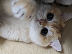 -宠颐生中康贝怡动物医院