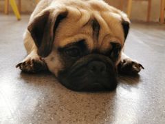 -喜柴咖啡·柴犬狗咖