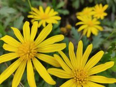 -米兰西饼生日蛋糕(乐至店)