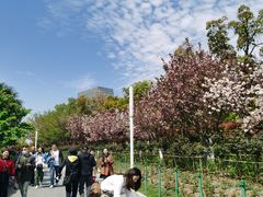 -大宁郁金香公园-停车场