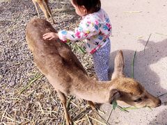 -鹿境梅花鹿生态园区