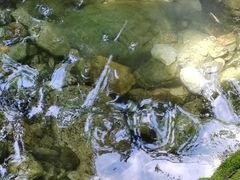 -牛背梁国家森林公园