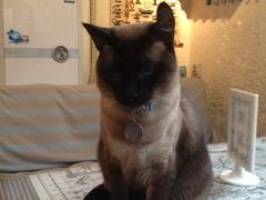 -Sirena海妖日咖夜酒