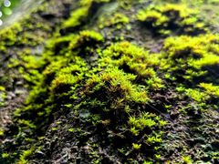 -海南热带雨林国家公园吊罗山景区