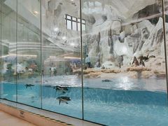 -帝企鹅自助餐厅•儿童岛•真企鹅(长隆企鹅酒店)