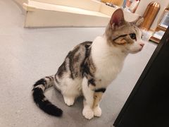 -飞行喵MR PILOT|猫舍·猫咖(静安大融城店)