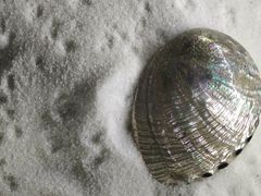 -青岛贝壳博物馆