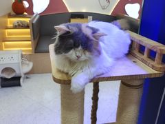 -喵园·猫主题咖啡厅·撸猫·猫咖(国贸店)