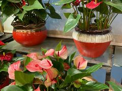 -双季花艺园艺市场(浦东店)