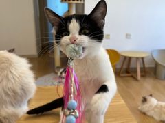 -有喵·猫咖·狗咖·30几只猫10只小狗(岗厦店)