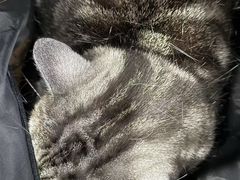 -瑞派宠物医院·犬猫全科·猫友好(宾水西道店)