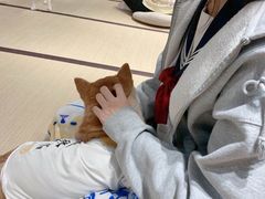 -逗柴咖啡屋·狗咖猫咖宠物桌游