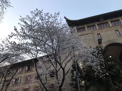-武汉大学-樱园