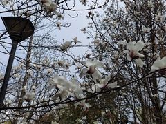 -顾村公园