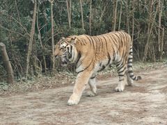 -上海野生动物园老虎餐厅