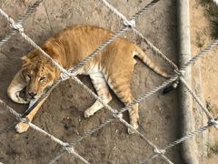 -西霞口神雕山野生动物世界