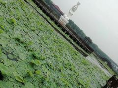 -荷塘月色湿地公园·向阳花洲