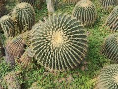 -郑州植物园