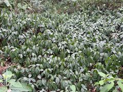 -青芝山风景名胜区