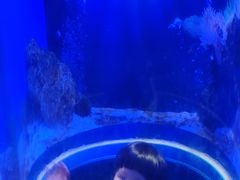 -芜湖新华联大白鲸海洋公园