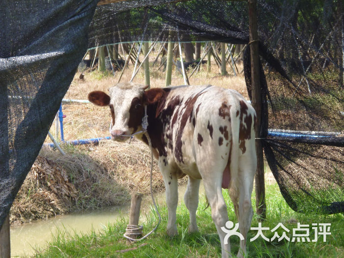 观龙岛生态农庄p1060792图片