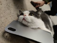 -泰国佛·塔罗·泰牌狐仙古曼