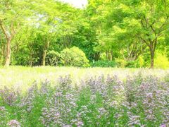 -深圳国际园林花卉博览园