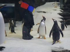 -悉尼海洋生物水族馆